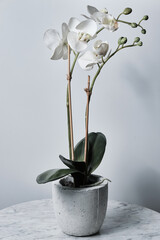 White Orchid Flower with Green Buds in White Vase on Marble Table
