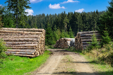Gefällte Baumstämme am Rand einer Forststraße