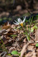 Delicate white and yellow winter Crocus in the woodlands in Israel
