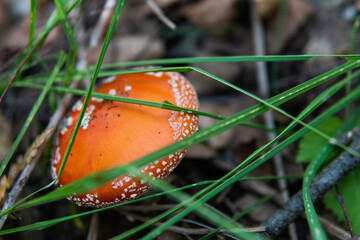 Useful properties of red fly agaric. The oldest entheogen - musc