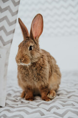 Easter bunny, hare in easter interior