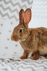 Easter bunny, hare in easter interior