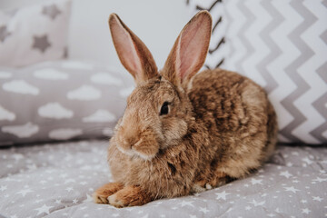 Easter bunny, hare in easter interior