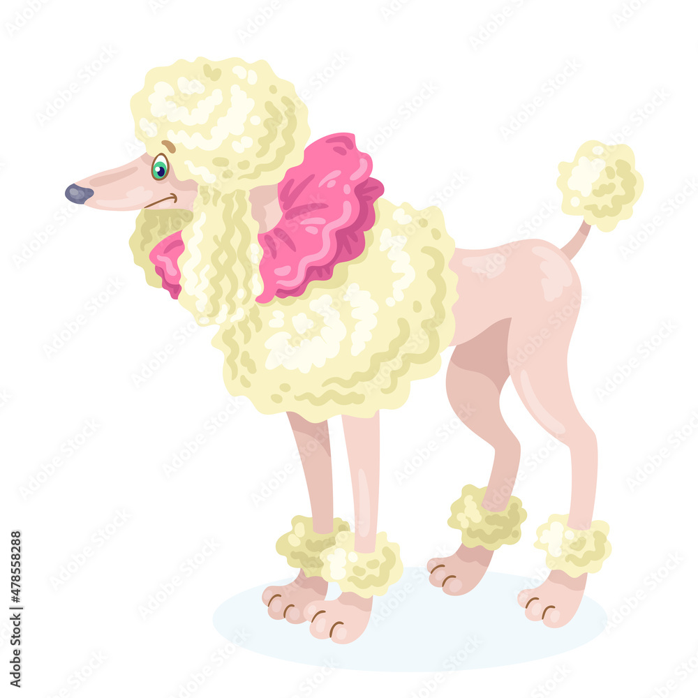 Poster Funny circus dog. White poodle breed. In cartoon style. Isolated on white background. Vector flat illustration.