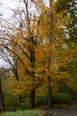 autumn landscape with golden trees