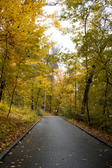 Fototapeta premium Large trees with yellow leaves in a park setting on a fall day.