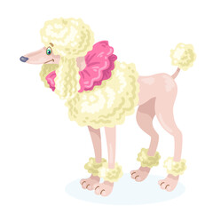 Funny circus dog. White poodle breed. In cartoon style. Isolated on white background. Vector flat illustration.