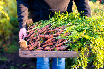Woman harvests carrots from her garden