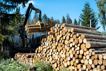 LKW beim Beladen von Baumstämmen im Harz