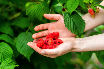 Hand picked freshly raspberries in garden