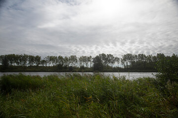 Tree lines along the canal in Amsterdam