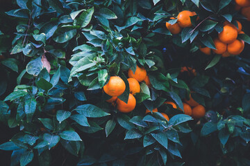 ripe oranges on orange trees
