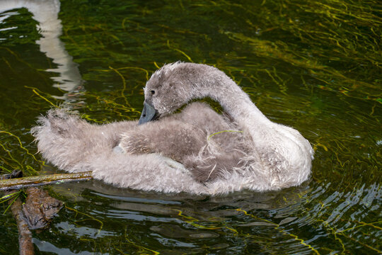 Baby Grey Swan On River With It's Head Turned. Fluffy New Born Swan Floating In Water. Cute Young Animals
