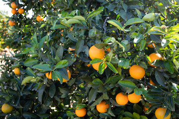 ripe oranges on orange trees