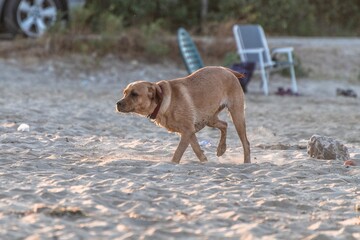 Dog running and having fun on the beach