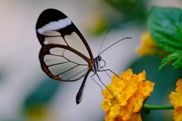 Glasflügelfalter auf einer Blüte sitzend