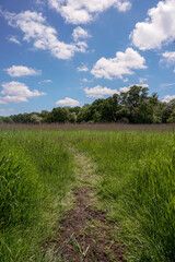 Fototapeta na wymiar Peaceful view over open grassland and marsh. Peaceful walk in nature under blue sky. A walk into nature concept.