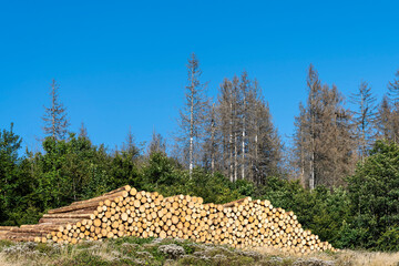 Polter mit Langholz im Harz