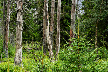 Bannwald am Oderteich im Harz