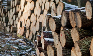 Logging in the winter forest -  piles of wood stuck on the side of the woodland's road.