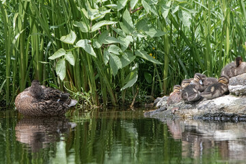 Fototapeta na wymiar A family of ducks on the river in the summer afternoon.