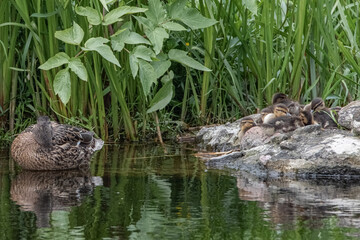 A family of ducks on the river in the summer afternoon.