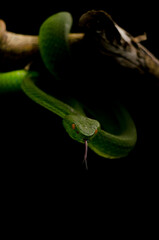 Pit viper Green insularis