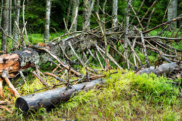 Bannwald am Oderteich im Harz