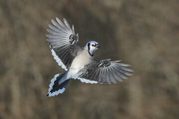 Blue Jays fighting over food at feeder flapping and fighting and scrapping on beautiful sunny winter afternoon with forest in background