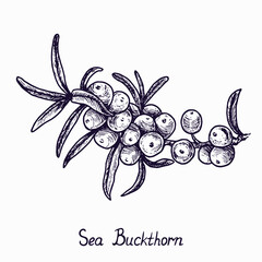 Common sea buckthorn branch with berries and leaves, outline simple doodle drawing with inscription, gravure style