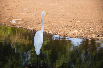 Great egret, Ardea alba