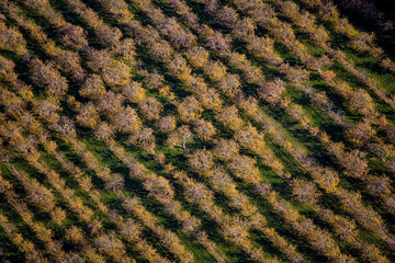 Orchard in Fall Quebec Canada