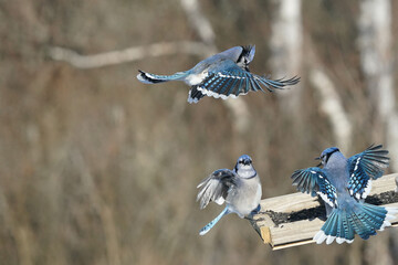 Blue Jays fighting over food at feeder flapping and fighting and scrapping on beautiful sunny winter afternoon with forest in background