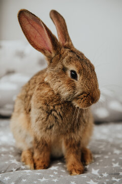 Easter bunny, hare in easter interior