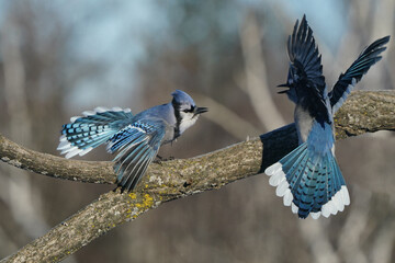 Blue Jays fighting over food at feeder flapping and fighting and scrapping on beautiful sunny winter afternoon with forest in background