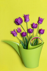 Purple tulips in watering can on light pastel background. Creative composition in violet and green, greeting card for spring holiday. Gardening, flowering, horticulture concept. Flat lay, top view
