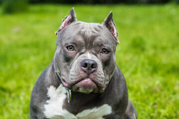 Blue hair American Bully dog female closeup portrait outside
