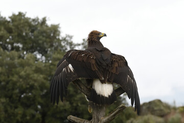 Aquila reale