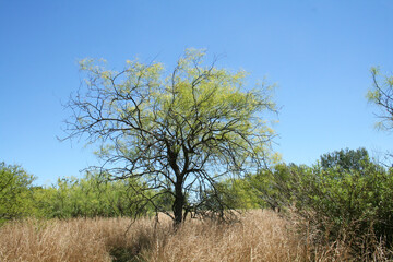 Green and yellow foliage and trees 