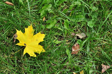 Yellow maple leaf on green grass. Background, texture, design.
