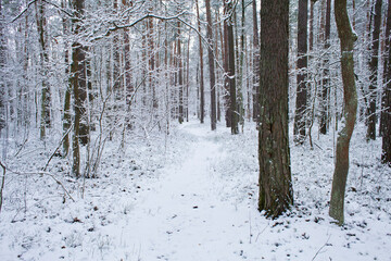 Winter forest landscape with heavy snowfall -  white frosty forest. Beautiful background with frozen trees.