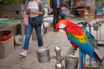 Parrot and blurred tourists at bird market in Hong Kong　香港...