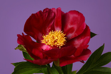 Beautiful red peony with yellow center isolated on purple background.