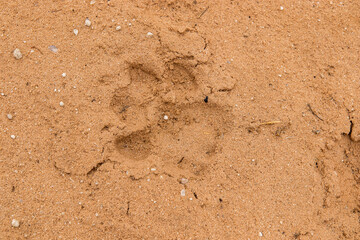 Lion spoor in the Kgalagadi