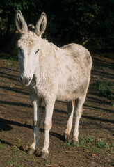 Ane, Equus asinus, race blanc d'Egypte