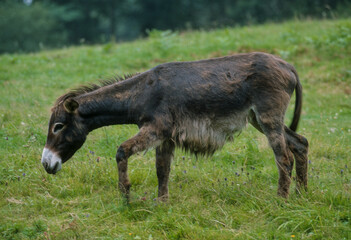 Ane, Equus asinus, race noir du Berry