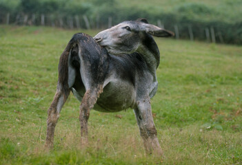 Obraz na płótnie Canvas Ane, Equus asinus, race noir du Berry