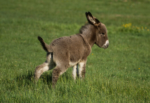 Ane, Anon,  Equus asinus, race Francais commun