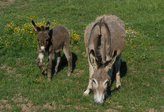 Ane, Anon, Anesse, Equus asinus, race Francais commun