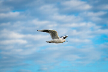 Lachmöwe im Winterkleid, Köln